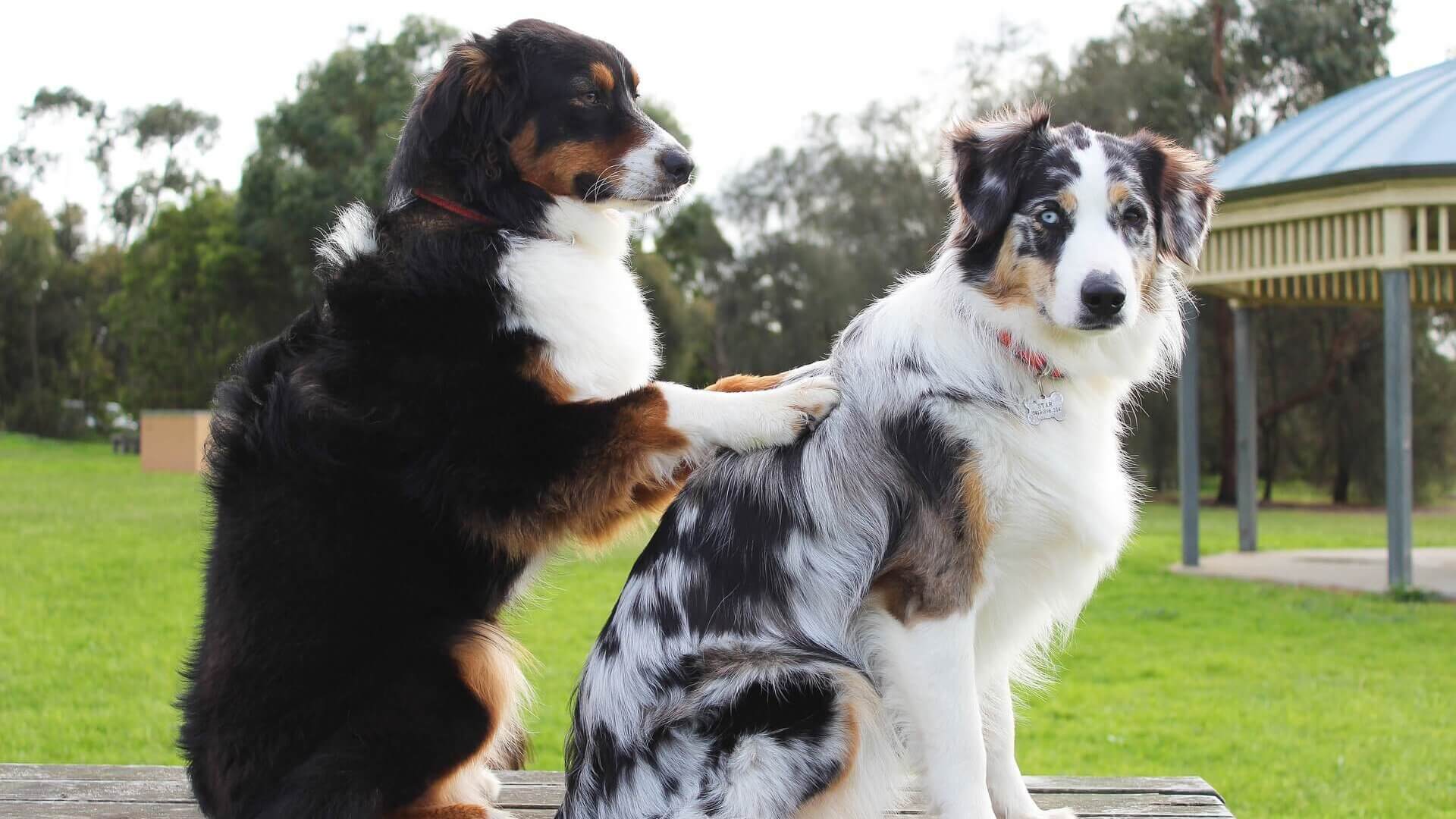 Einsatzbereich Therapiehund