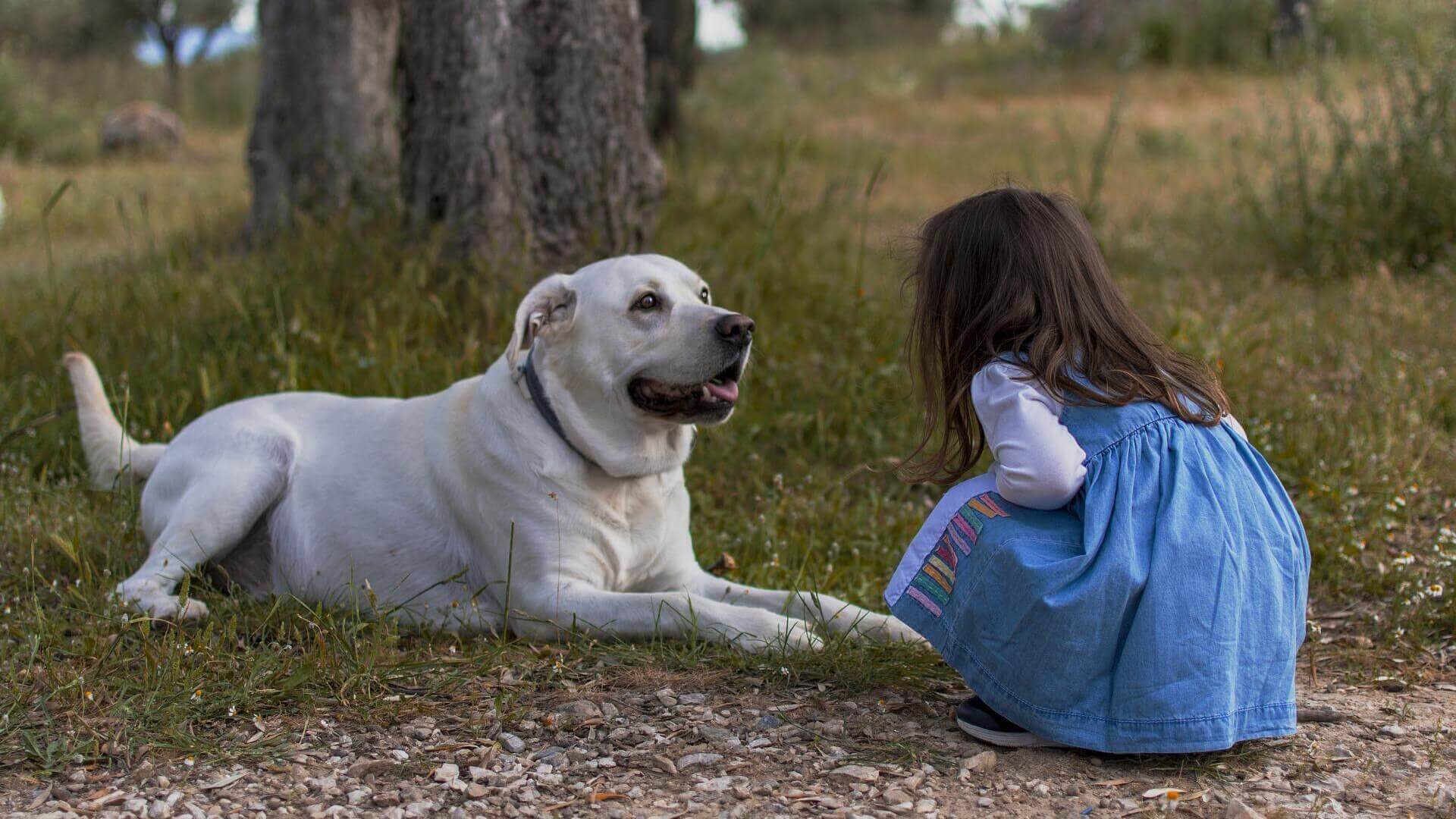 Kind Therapiehund